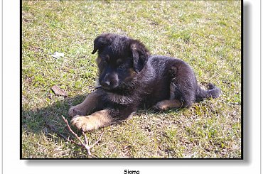 Mój nowy przyjaciel - Sigma #Zwierzęta #pies #owczarek #przyjaciel #Sigma