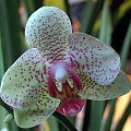 phalenopsis