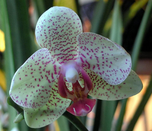 phalenopsis