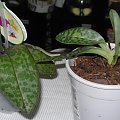 phalenopsis i sabotek