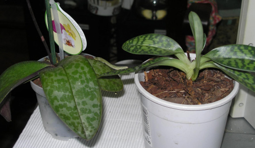 phalenopsis i sabotek
