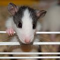 szczureczki 2 kwietnia #szczur #szczury #szczurki