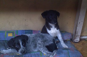 Szczeniaki #szczeniaki #psy #pieski #wyżeł #wyżły