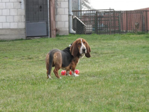 Najnowsza zabawka. #Basset #BassetHound #Ostrołęka #Boogie #pies