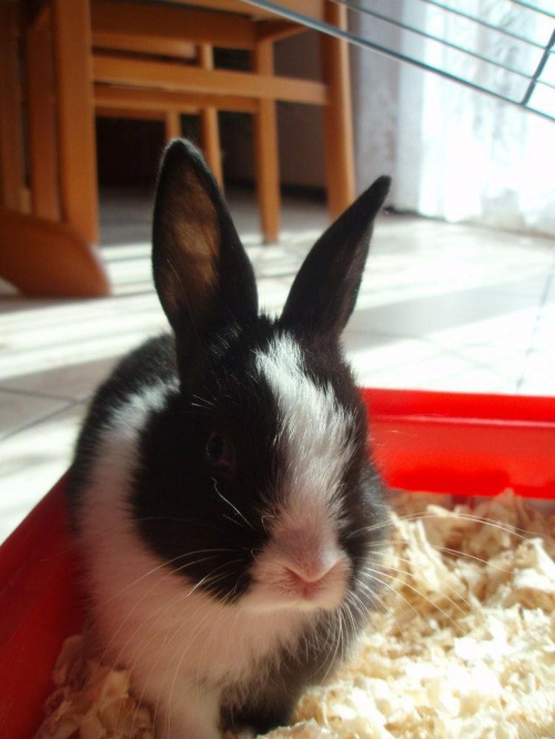 Maja - mój króliczek :)