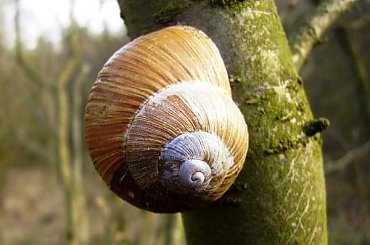 wysoko zaszedł... #ślimak #winniczek #drzewo #wiosna