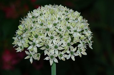 #łąka #rośliny #wiaty #drzewa