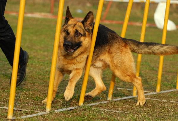 Zawody Agility Płock 5-6.04.2008 Psy