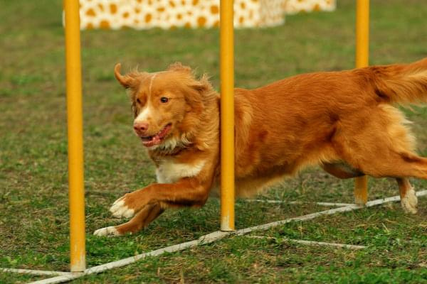 Zawody Agility Płock 5-6.04.2008 Psy