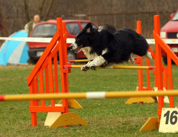 Agility Płock Zawody 5-6.04.2008 Psy