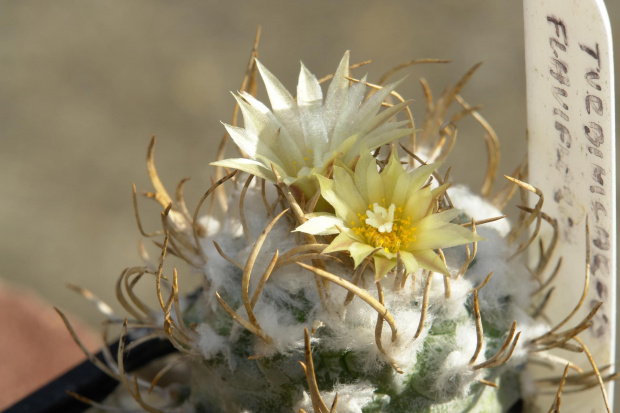 Turbinicarpus flaviflorus