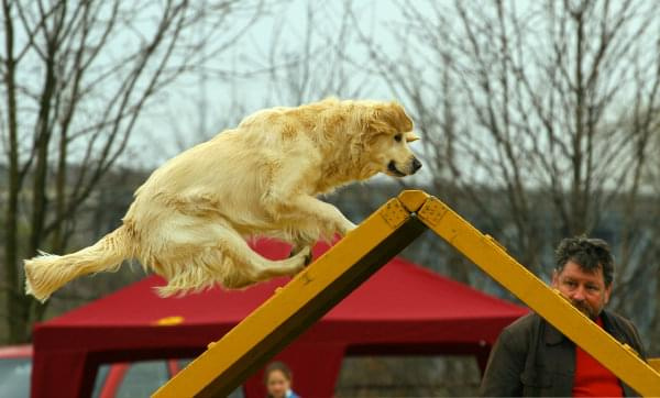 agility płock zawody 5-6.04.2008 psy