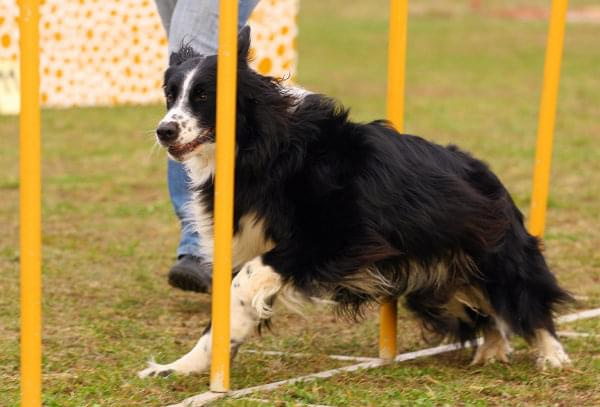 Agility Płock Zawody 5-6.04.2008 Psy