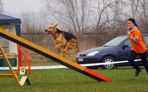 Zawody Agility Płock 5-6.04.2008 Psy