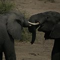 Botswana,slonie,kly, #Botswana #slonie #kly