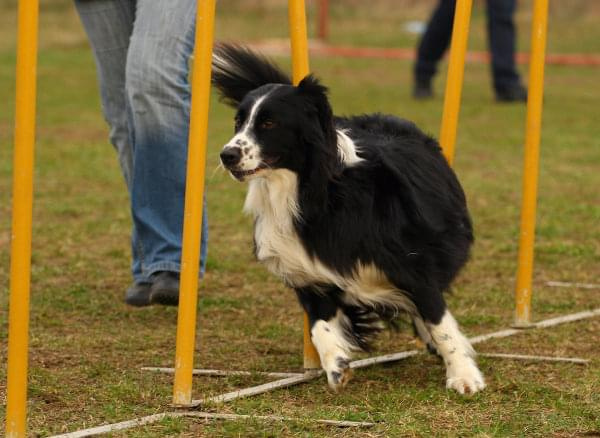 Agility Płock Zawody 5-6.04.2008 Psy