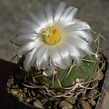 Thelocactus lloydii