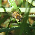 pszczółka #przyroda #natura #zwierzęta #owady #pszczoły #makrofotografia