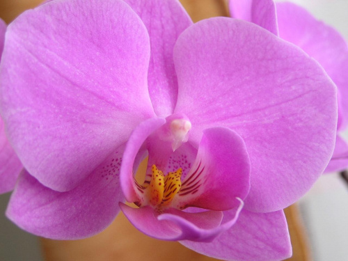 orchidea