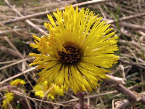 podbiał pospolity (Tussilago farfara) #przyroda #natura #rośliny #botanika #kwiaty #makrofotografia