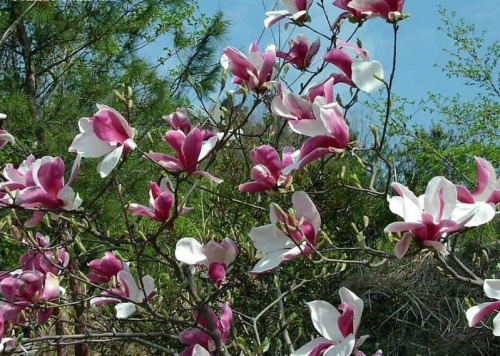 magnolia fioletowa