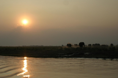 Botswana #Botswana #slonie #ZachodSlonca