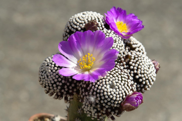 Mammillaria luethyi