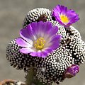 Mammillaria luethyi