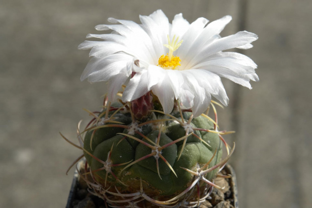 Thelocactus lloydii