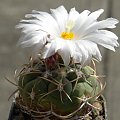 Thelocactus lloydii