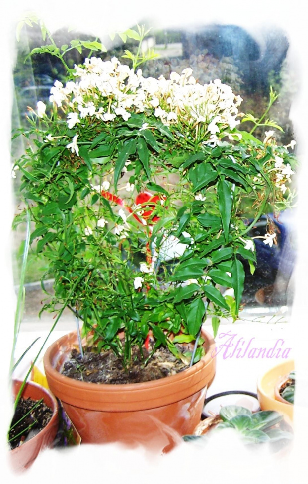 Moje roślinki - jaśmin #kalanchoe #jaśmin #kwiaty