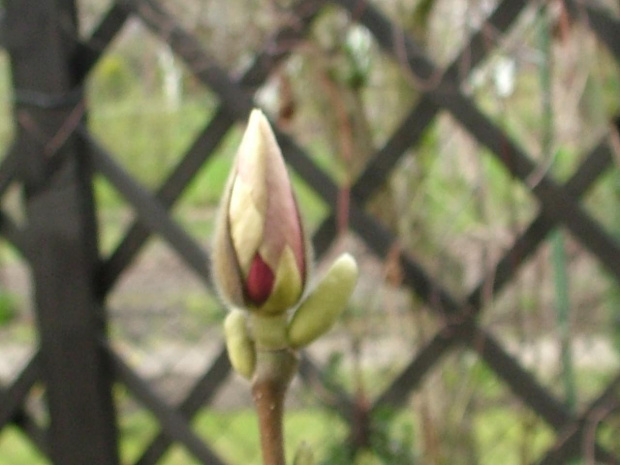 kwiat magnolii