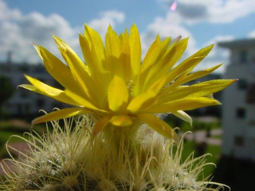 Parodia aureispina