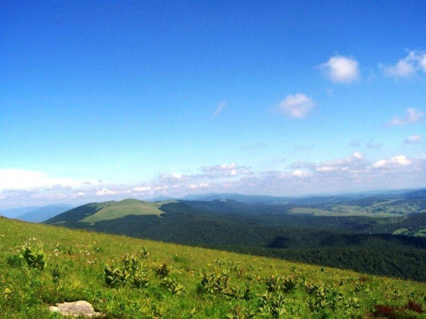 na pierwszym planie Starostyna, w tle Polskie Bieszczady