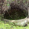 śladem bobra w spalskim parku krajobrazowym #bóbr #zwierzęta #natura #las #woda