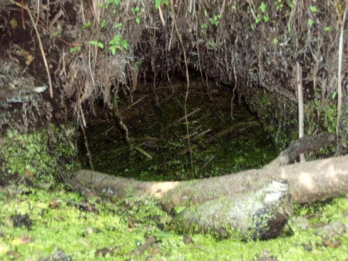 śladem bobra w spalskim parku krajobrazowym #bóbr #zwierzęta #natura #las #woda