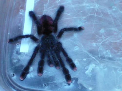 Avicularia