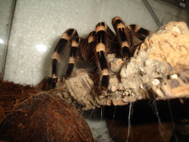 Acanthoscurria geniculata