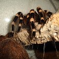 Acanthoscurria geniculata