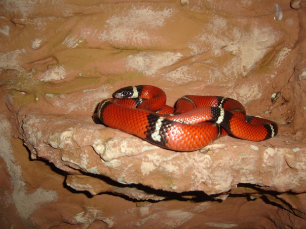 Lampropeltis triangulum sinaloae