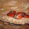 Lampropeltis triangulum sinaloae