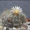 005.Mammillaria prolifera