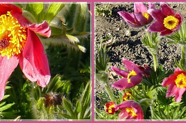 #sasanki #kwiaty #wiosna