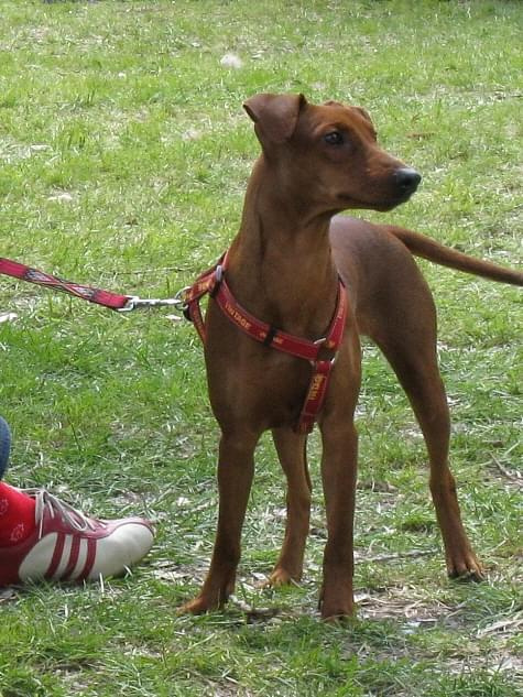 ABBI Bis Jakaranda, wystawa CACIB Opole 2008 #PinczerŚredni #GermanPinscher