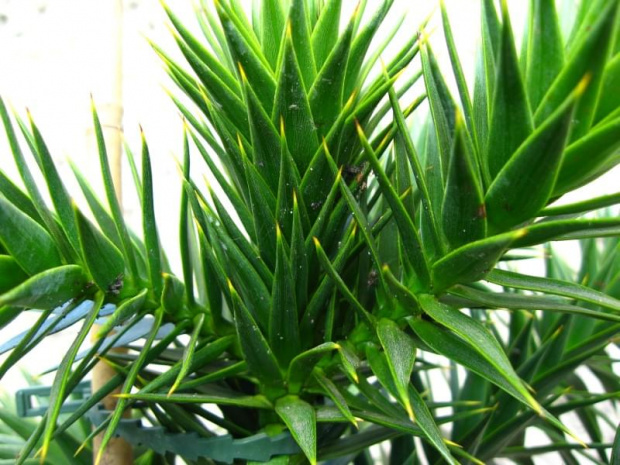 araucaria