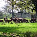 Renifer (ren) (Rangifer tarandus). Dla podgatunków północnoamerykańskich stosuje się nazwę Karibu. #przyroda #natura #krajobraz #drzewa #rośliny #zwierzęta #park #niebo