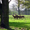 Renifer (ren) (Rangifer tarandus). Dla podgatunków północnoamerykańskich stosuje się nazwę Karibu. #przyroda #natura #krajobraz #drzewa #rośliny #zwierzęta #park #niebo