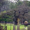 Park w Wielkiej Brytanii #przyroda #natura #krajobraz #drzewa #rośliny #zwierzęta #park #niebo