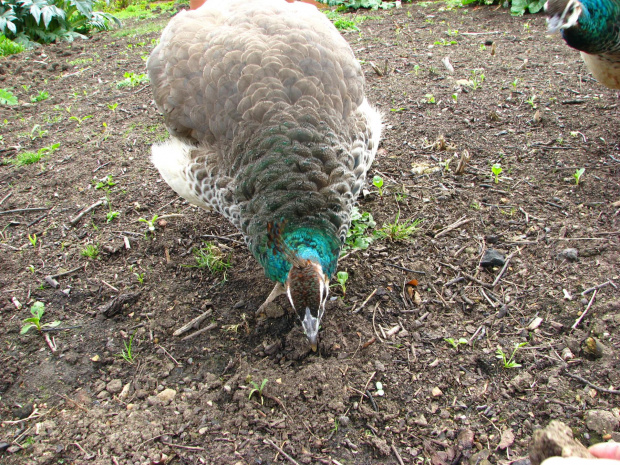 Paw indyjski (Pavo cristatus) - duży ptak grzebiący z rodziny kurowatych #przyroda #natura #zwierzęta #ptaki #krajobraz #paw #fauna #flora