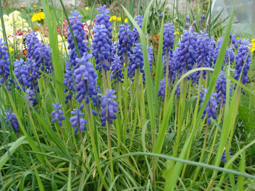 Roślinki prosto z ogródka.
Wie ktoś jak nazywają się te kwiatki bo zapomniałam ich nazwę i za nic nie mogę sobie przypomnieć... #kwiatki #kwiatuszki #kwiaty #ogród #rośliny